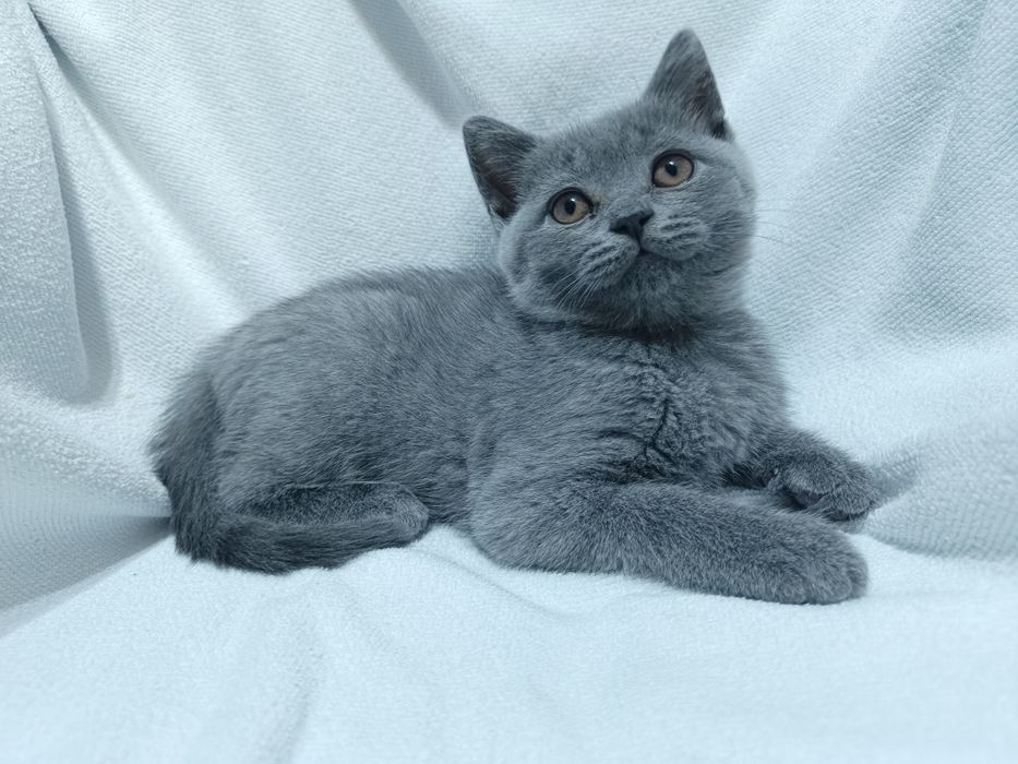 Kotek koteczka brytyjski na gwiazdkę