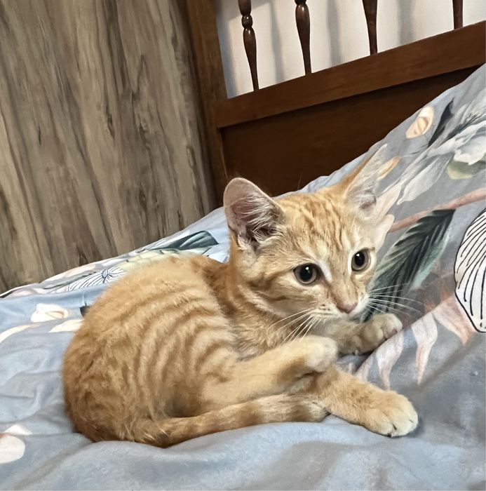 Małe kotki do adopcji