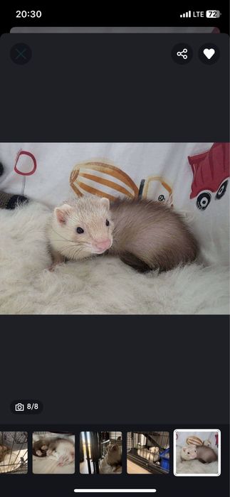 Fretka samiec mlodziutki