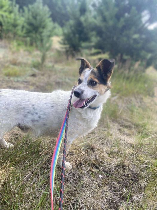 Uśmiechnięty Morus - kandydat na Twojego przyjaciela!