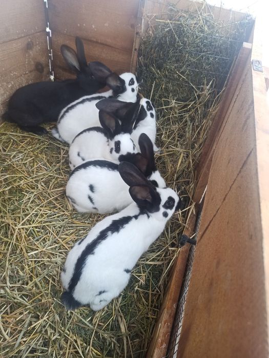 Кролі кролики,німецький строкатий велетень (строкач)