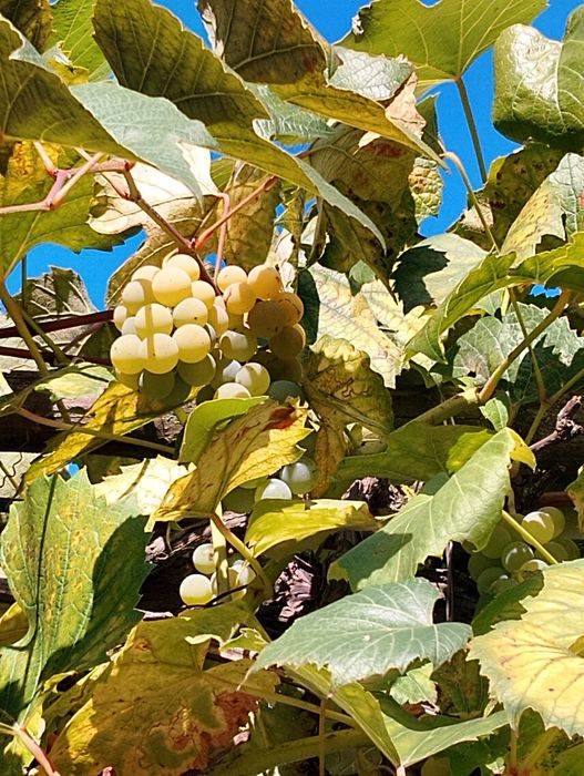 Продам Білий виноград лот 10 кг