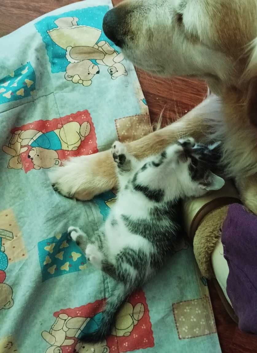 Oddam kotki w dobre ręce, wychowane w domu!