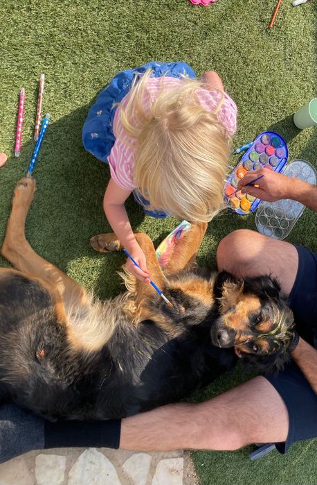 Cães para adopção