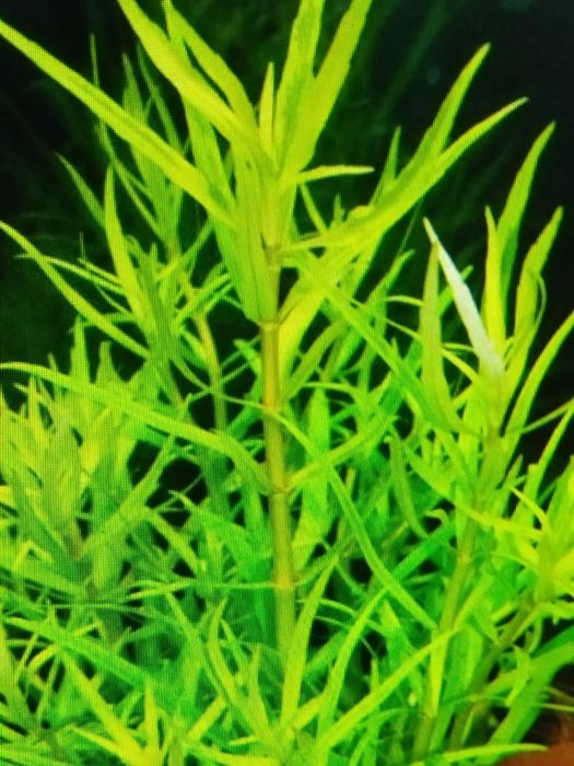 Pogostemon Yatabeanus sadzonka