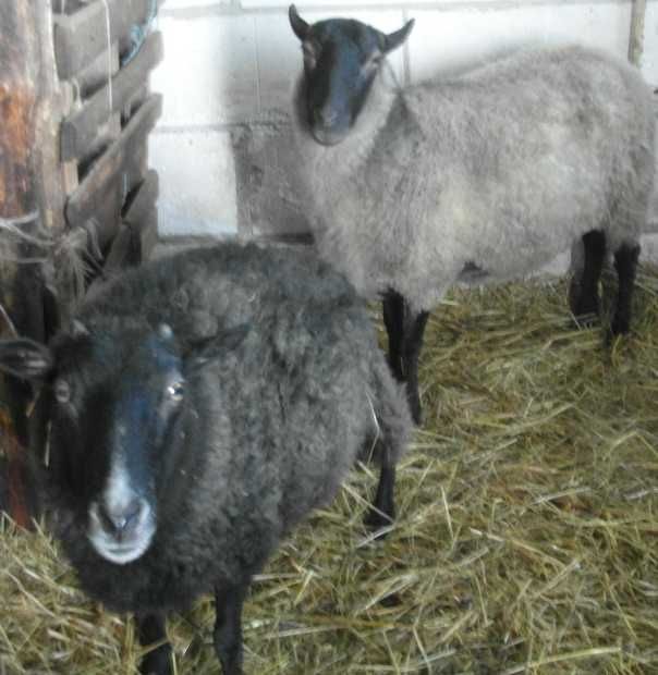 Sprzedam owce mięsne