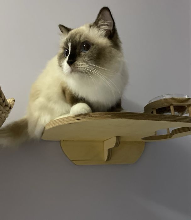 Półka dla kota z miskami i legowiskiem