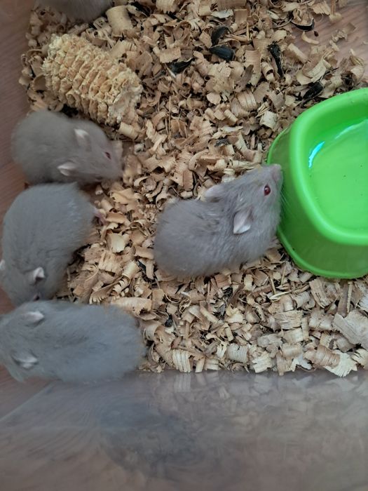 Джунгарики хом'ячки