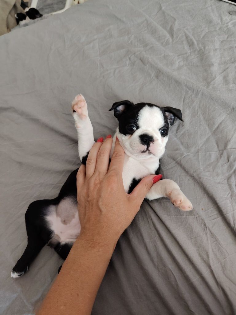 Boston Terrier ZKwP