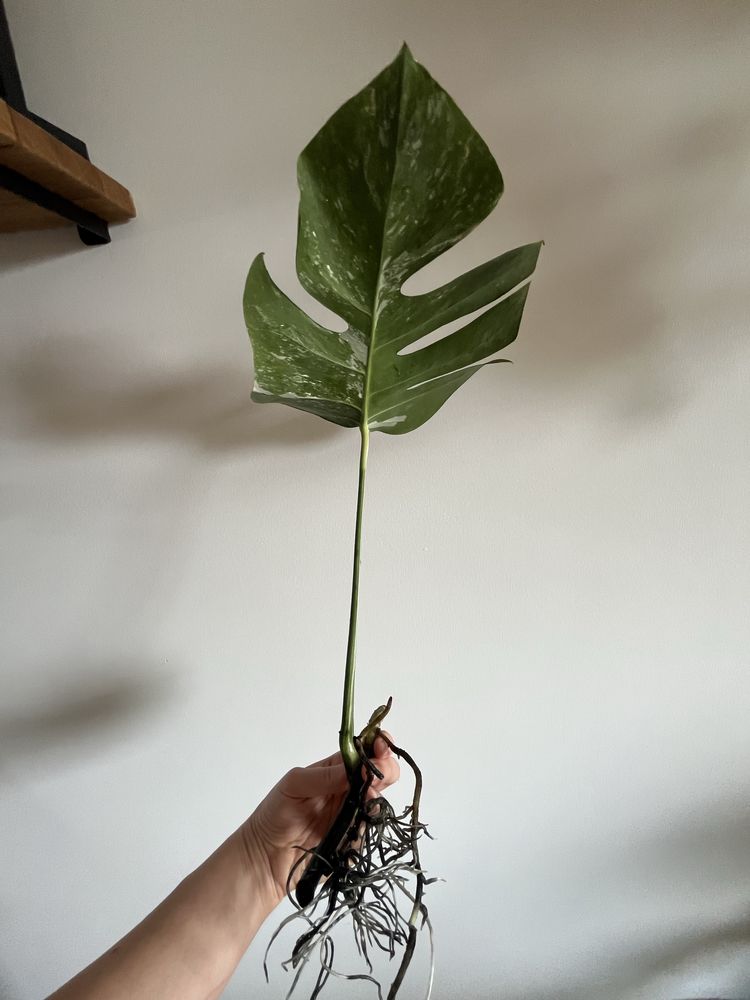 Monstera variegata sadzonka