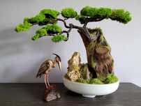 Drzewko Bonsai duże mech chrobotek