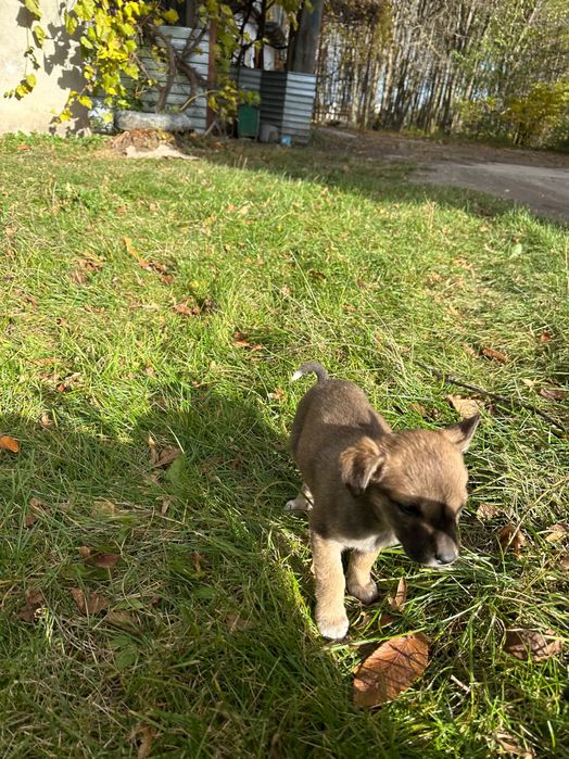 Песики шукають сімʼю БЕЗКОШТОВНО