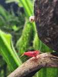 Krewetki red cherry