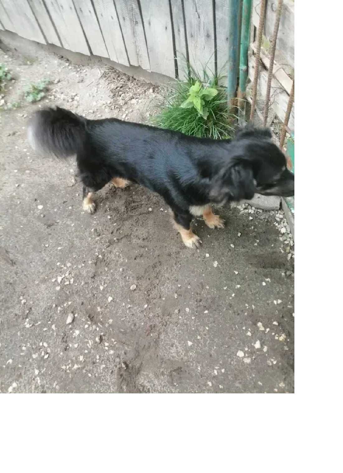 super pieski do adopcji
