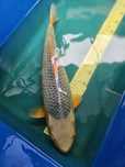 Carpa Koi - ASAGUI FÊMEA 54CM
