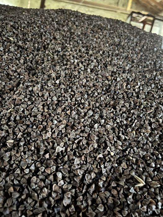 Sprzedam Grykę tego roczną zbiór 2025 , ekologiczna