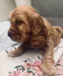 Cocker Spaniel Angielski - cudna suczka!trening czystości/ rodowód!