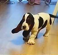 Macho de Basset hound tricolor