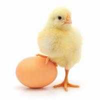 Яйця інкубаційне кури Брами