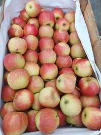 Jabłka szampion 2.50zl/kg