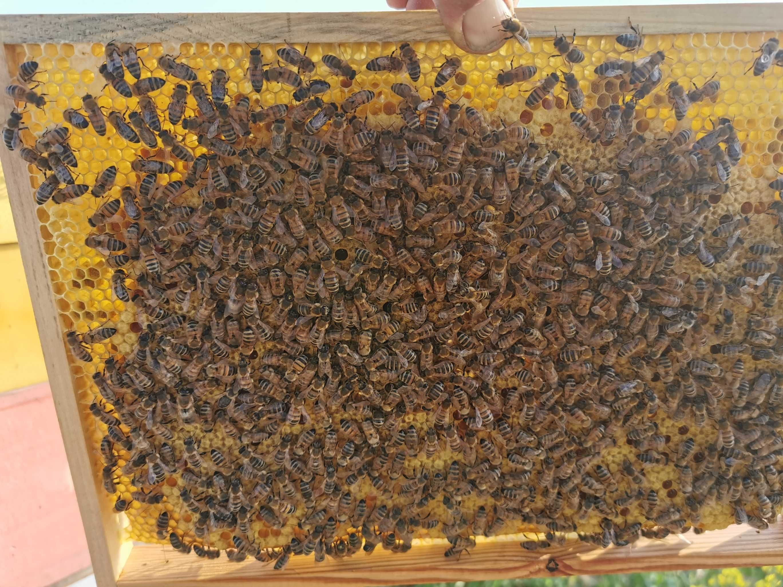 Pszczoły z ulami