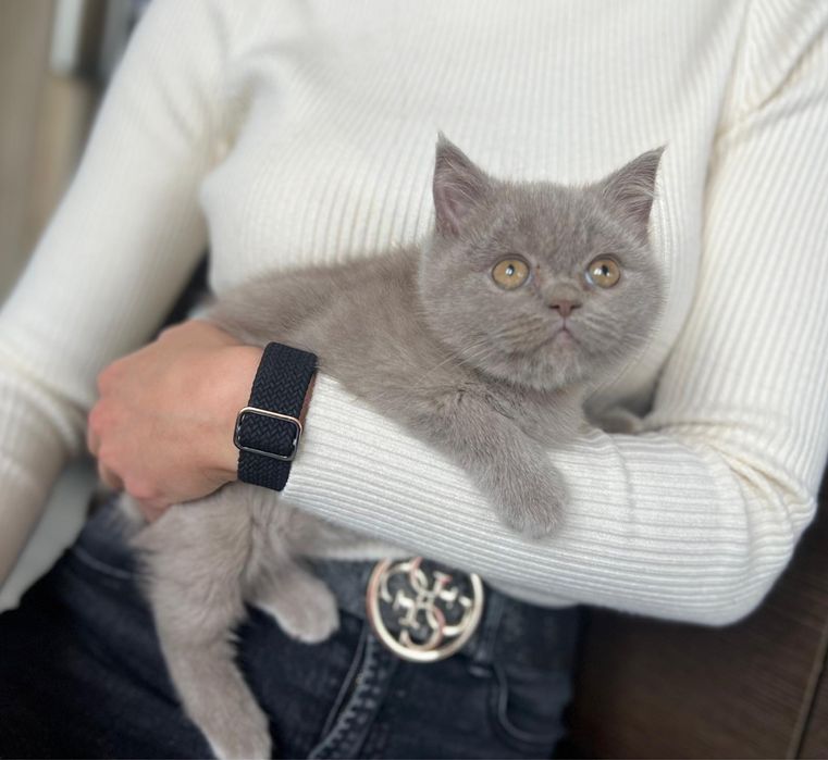 Pięknej urody Kotka Brytyjska z Rodowodem