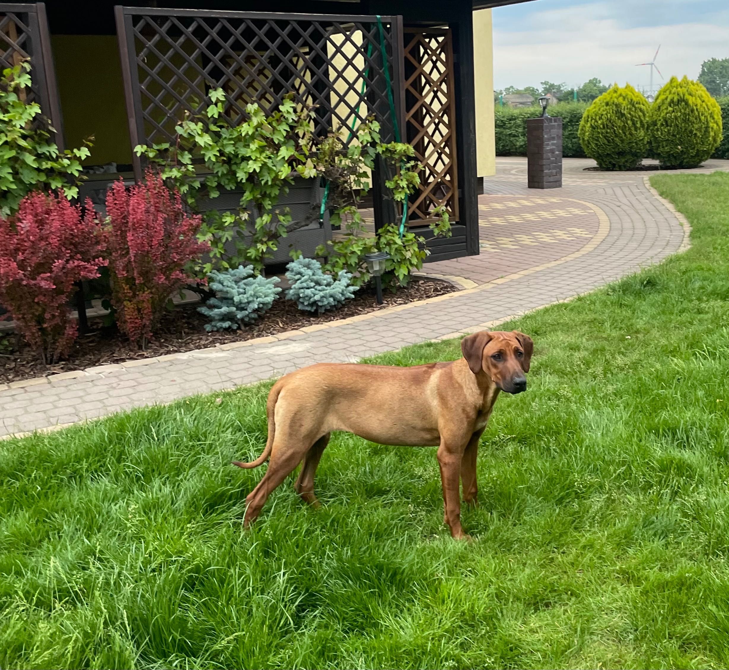 Rhodesian Ridgeback HELA dziewczynka po Championach z dokumentami ZKwP