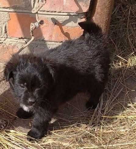 Вiддам в добрi руки цуценя вiком 1 мiсяць.