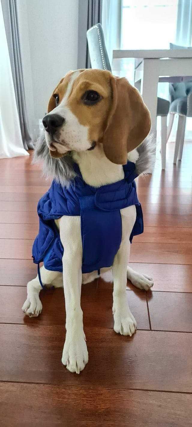 Reproduktor rasy Beagle