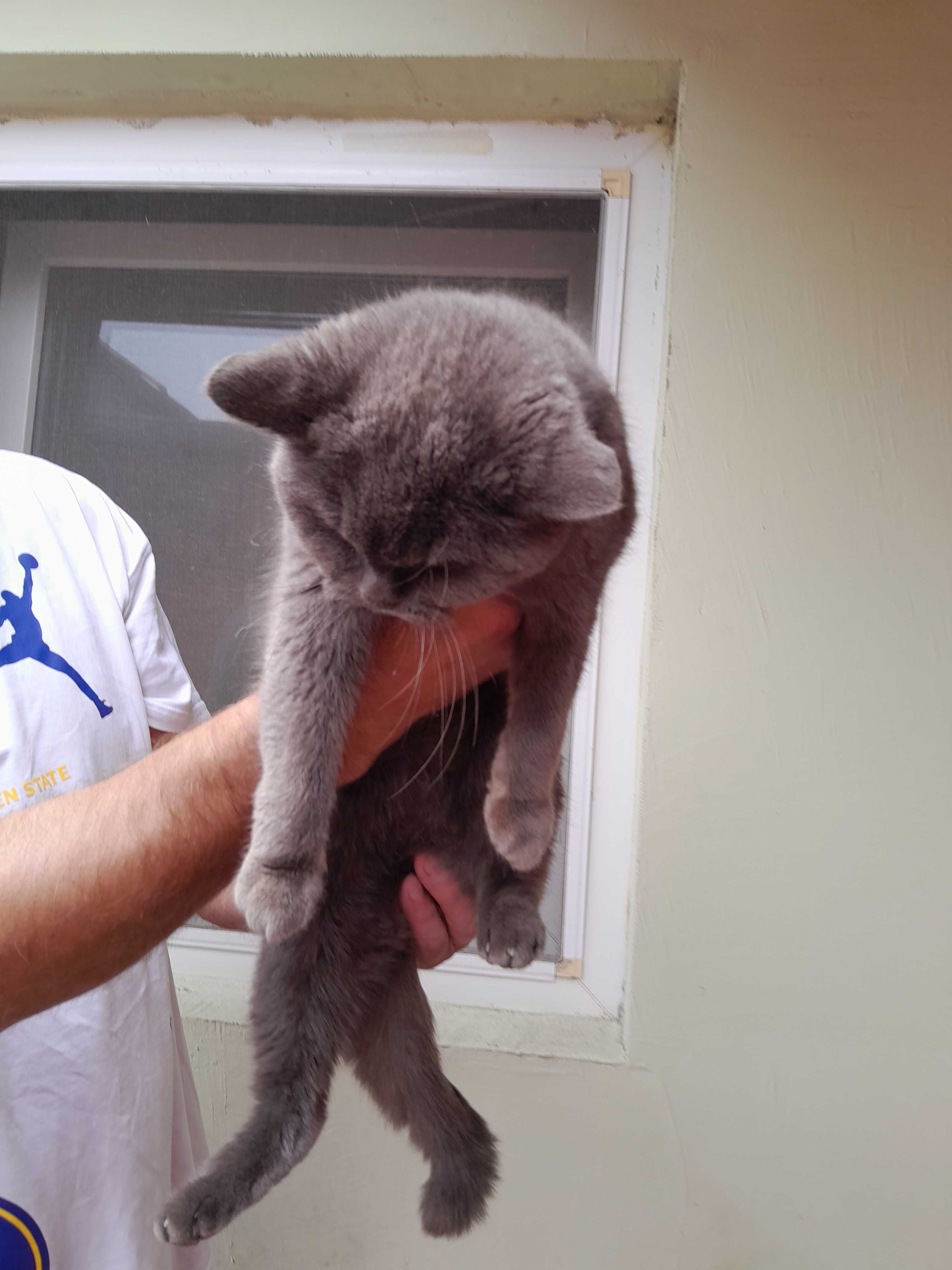 кошенята мишолови