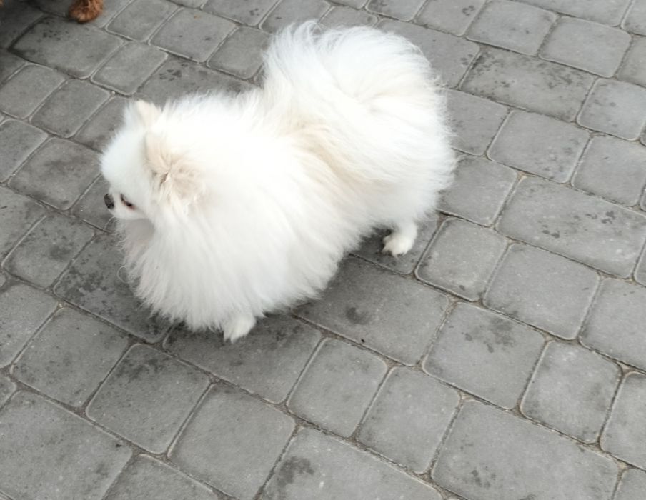 Померанский шпиц девочка