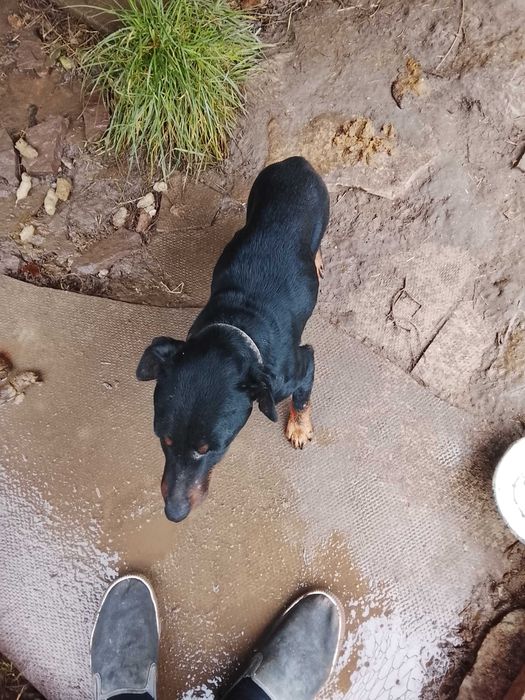 Єгтерєр продам собака робоча