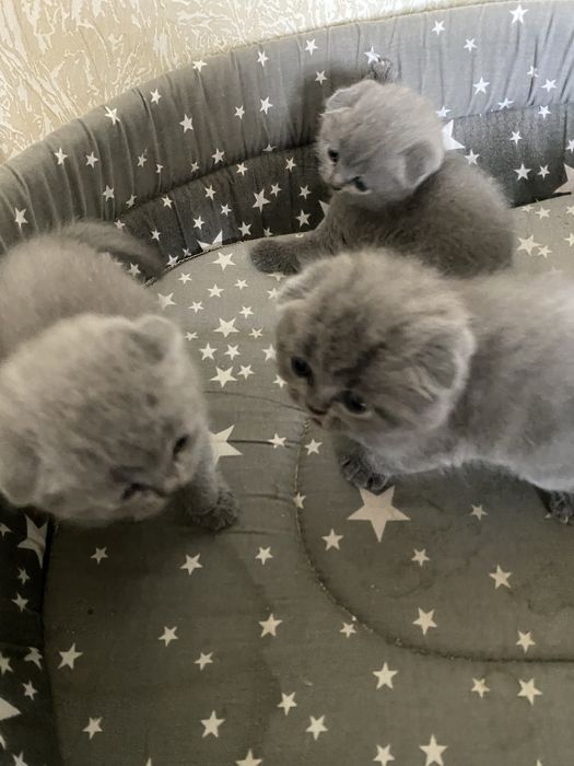 шотландський висловухий котшенята