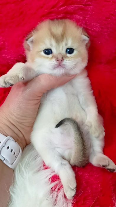 Шотландська висловуха дівчинка золота шиншила