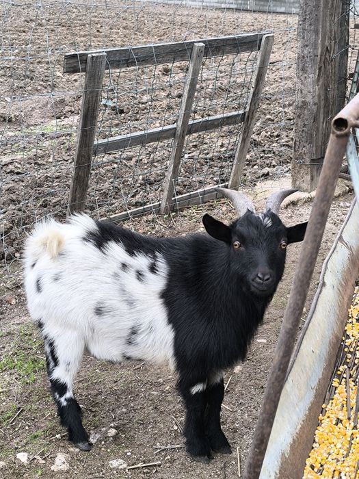 Cabritos Anãs machos