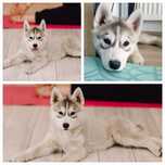 Urocza Hexa sunia Siberian Husky suczka ciemnooka zkwp fci