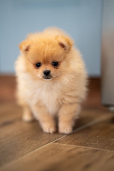 suczka szpic miniaturowy pomeranian