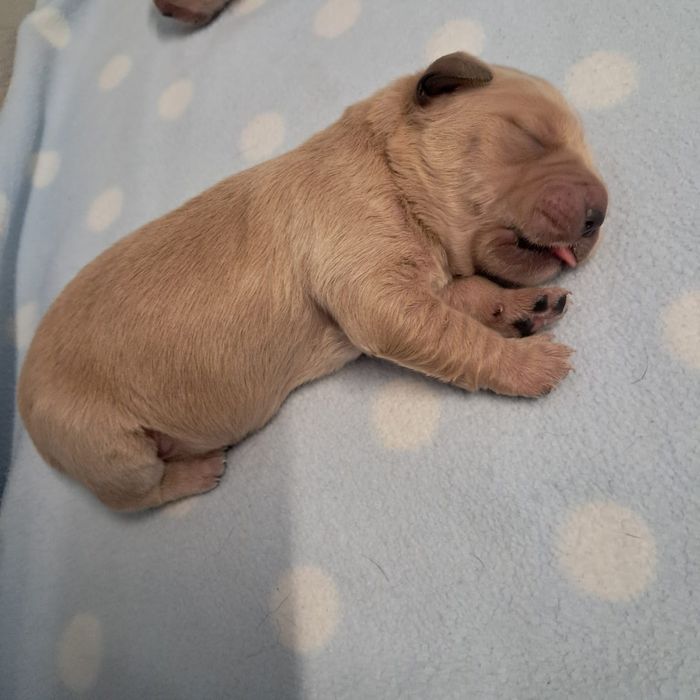 Golden retriever