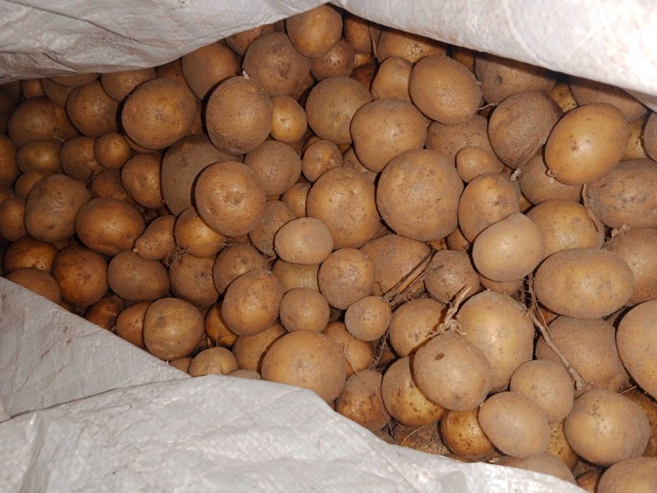 Ziemniaki paszowe big bag