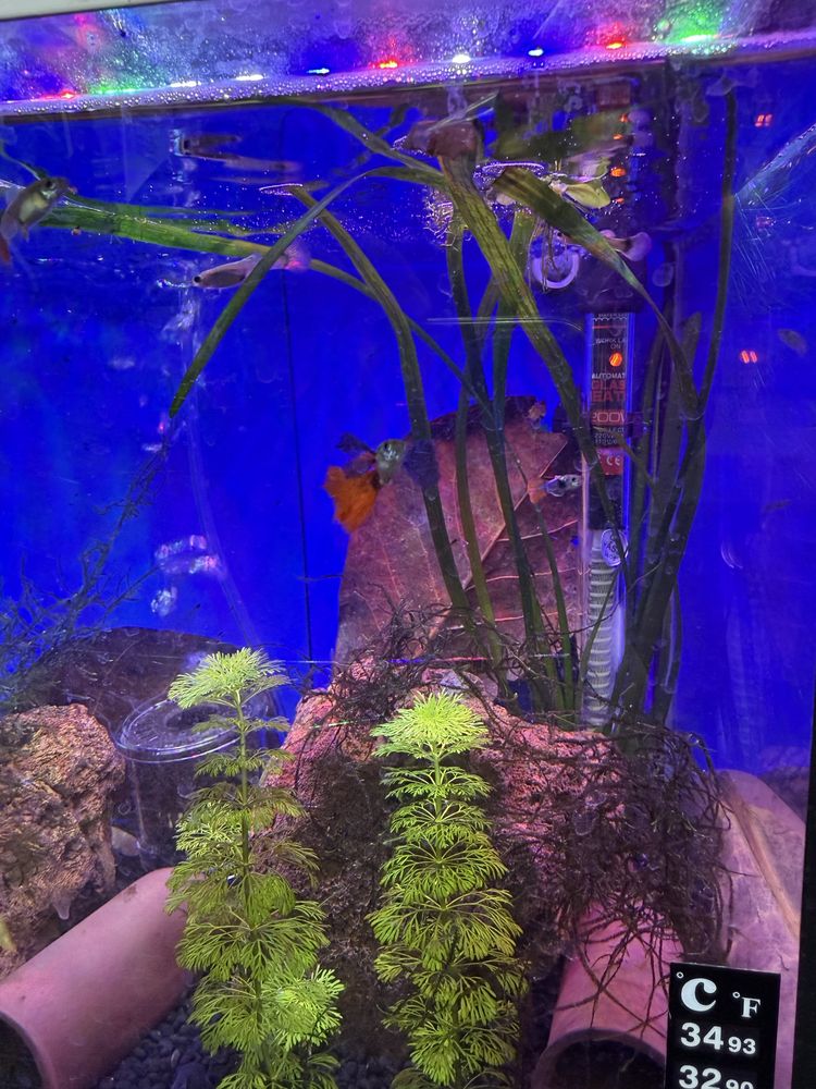 Guppies Dumbo platinium red tail