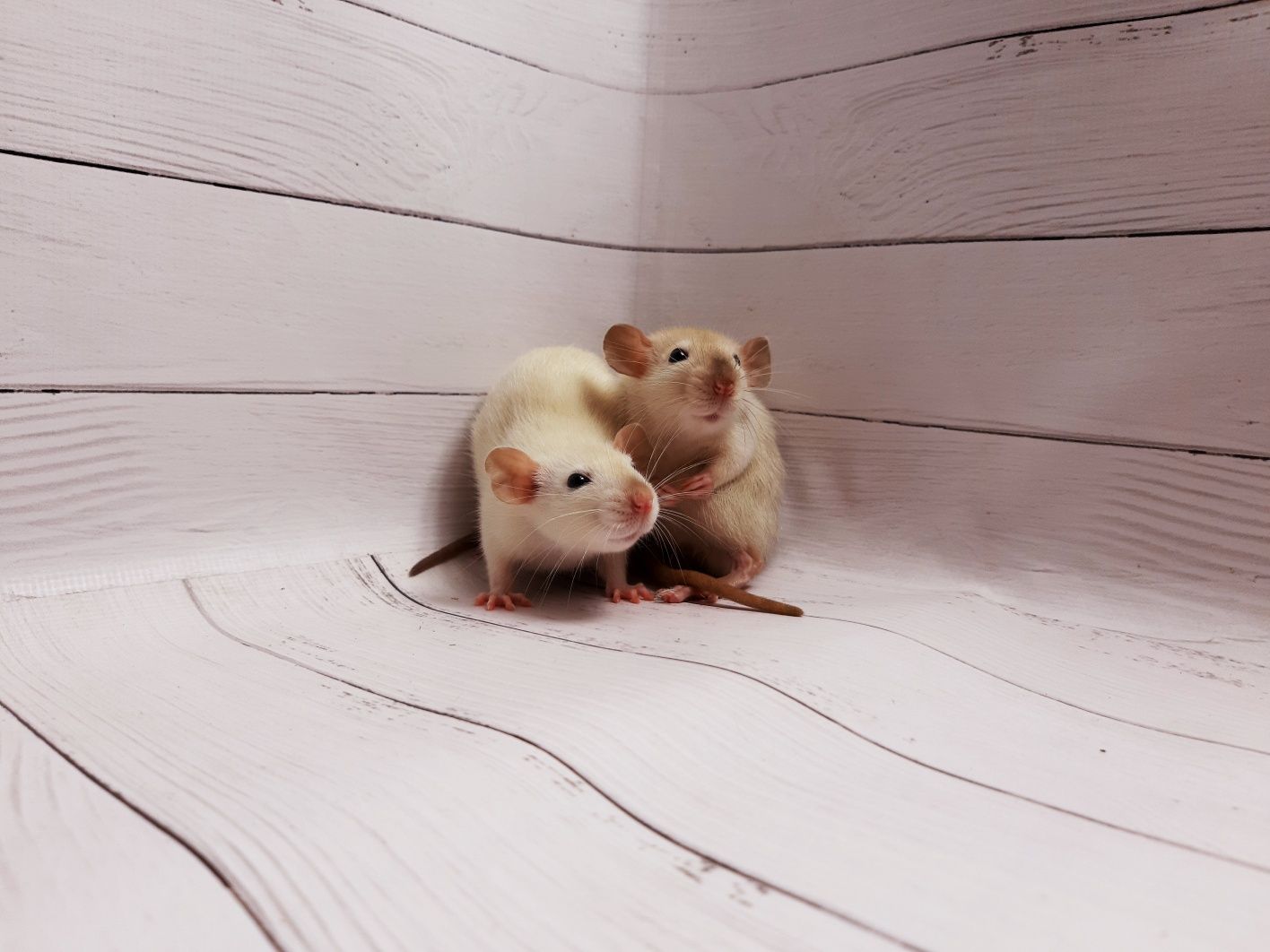 Крысы,крыски,крысята дамбо,клетки,аксессуары