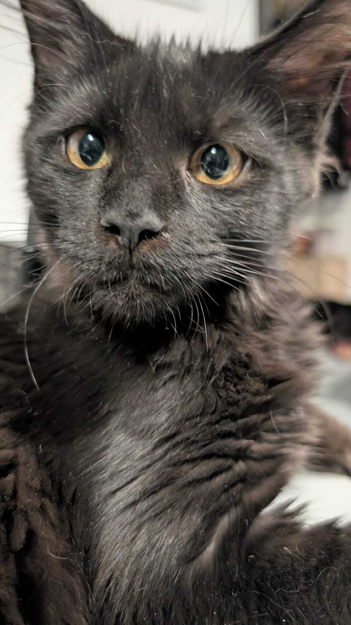 Maine coon - kotka