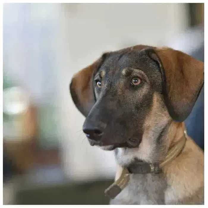 Активный молодой пес, щенок