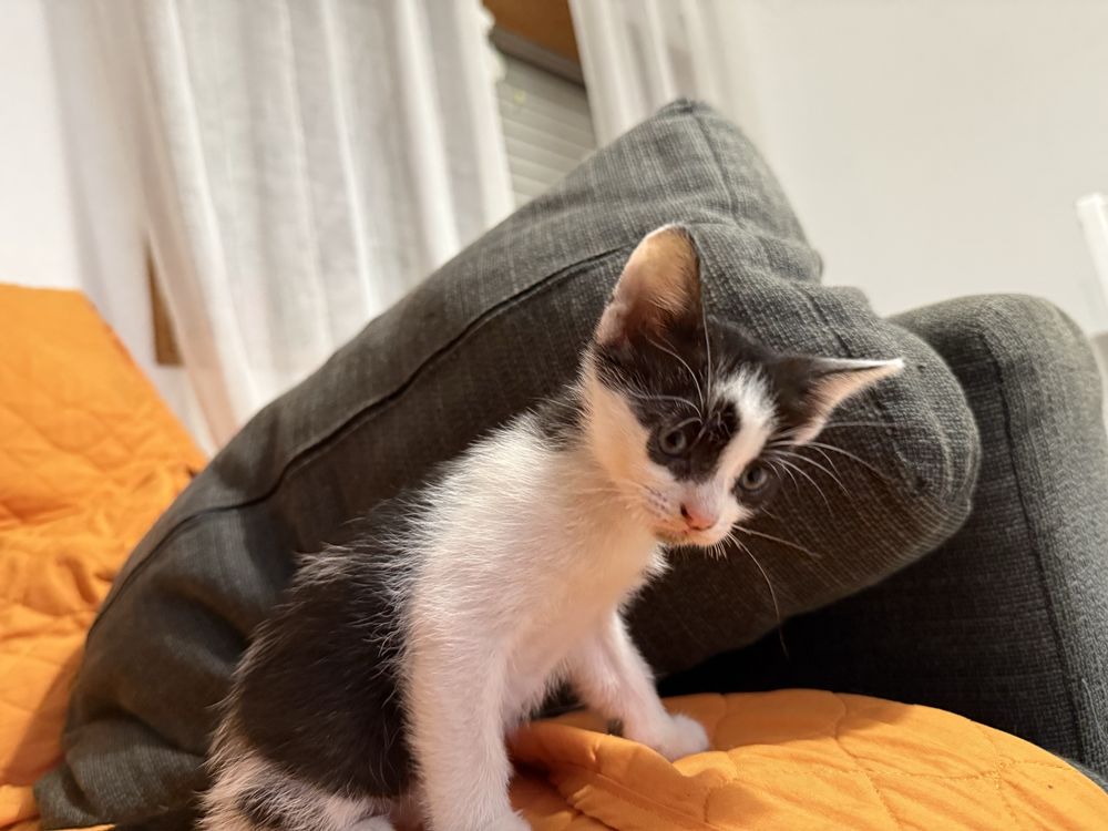 Gatinho macho para adopção