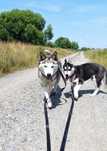 Mama i syn (szczeniak )w typie Husky szukają domów.