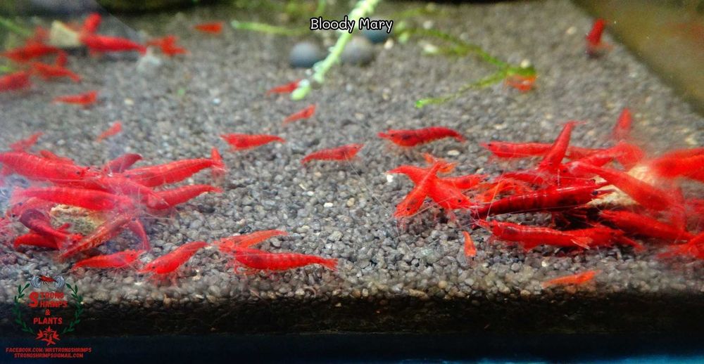 Krewetki Neocaridina Mix kolorów woda kranowa ZAMIANA GRATIS PROMOCJA