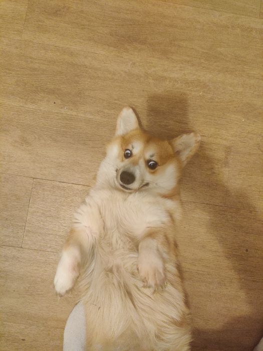 Корги кабель 1 вязка