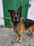 Sunia do adopcji