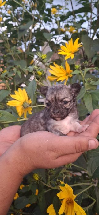 Chihuahua Sobolowa suczka