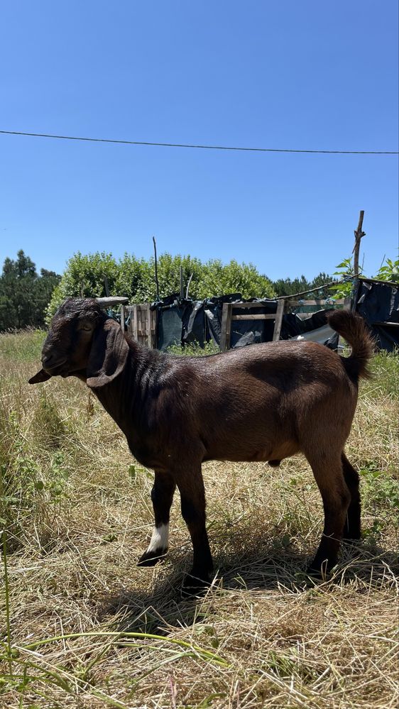 Boer macho.